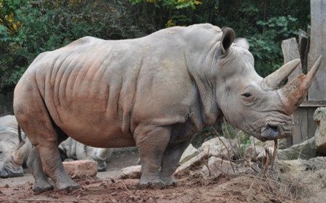 ZOO Dvůr Králové